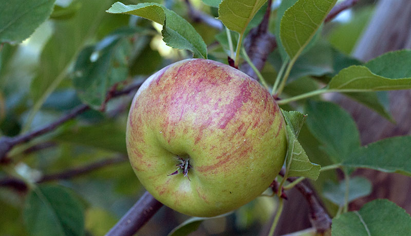 apfel_2