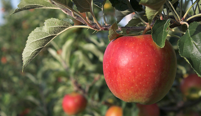 apfel_3