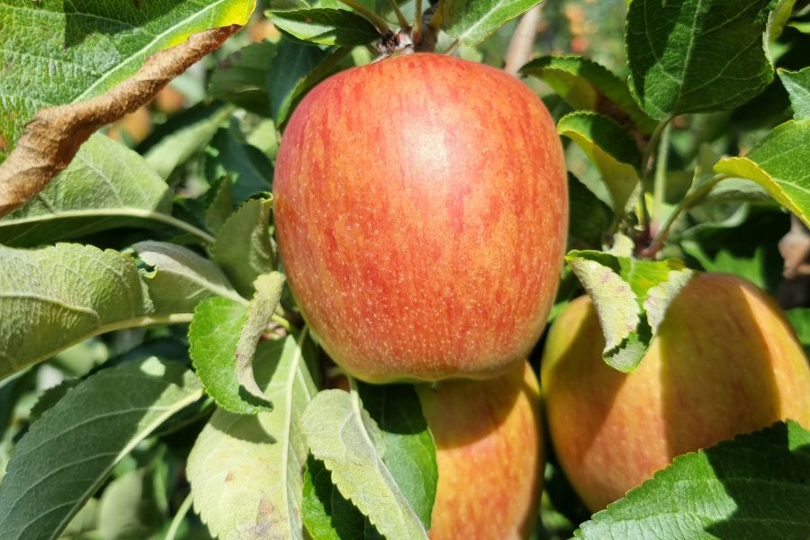 Apfelsorte Braeburn am Baum