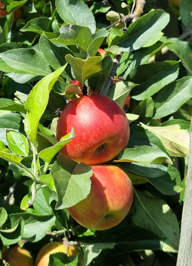 Apfelsorte Elstar am Baum