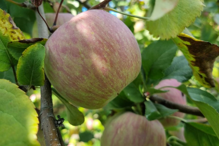 Apfelsorte Fuji