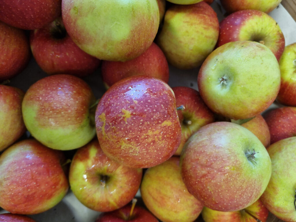 Apfelsorte Wellant
