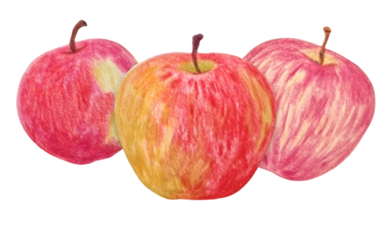 Apfel Illustration