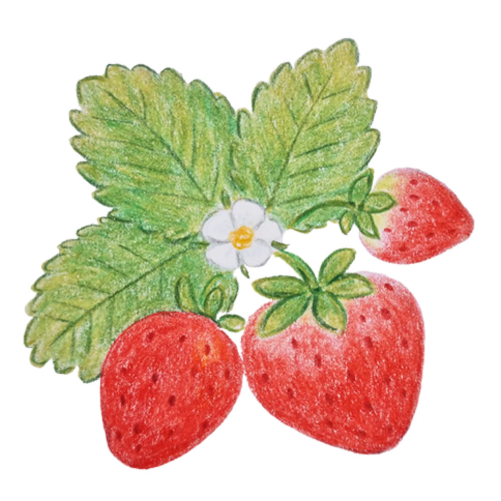 Erdbeeren Illustration