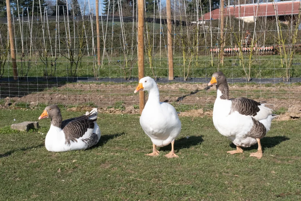 Unsere Gänse